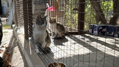 Шукають родини для покинутих собак і котів Шукають родини для покинутих собак і котів