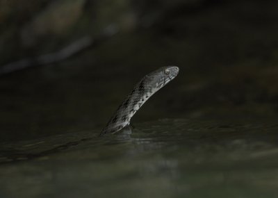 Вуж водяний Вуж водяний