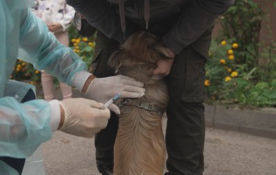 вакцинували тварин від сказу вакцинували тварин від сказу