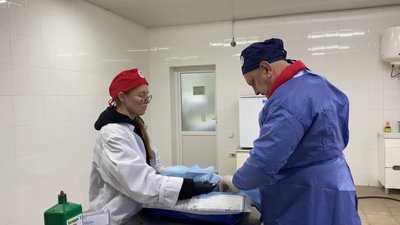На Хмельниччині безкоштовно стерилізують та вакцинують котів На Хмельниччині безкоштовно стерилізують та вакцинують котів