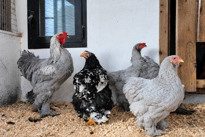 Кури, яких розводить Янош Ротар Кури, яких розводить Янош Ротар