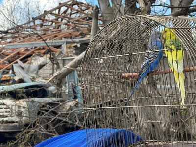 Пару папуг врятували під час російського обстрілу Дунаєвецької громади, 20 вересня 2025 року, Хмельниччина