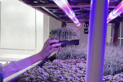 "Бізнес-інкубатор": ліцеїсти з Черкащини вирощують та продають мікрогрін "Бізнес-інкубатор": ліцеїсти з Черкащини вирощують та продають мікрогрін
