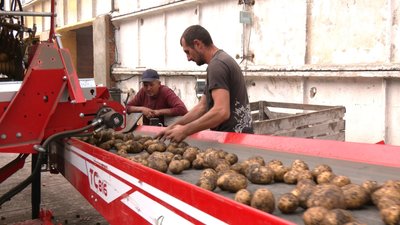 На Хмельниччині знизився врожай картоплі: що на це вплинуло та чим загрожує На Хмельниччині знизився врожай картоплі: що на це вплинуло та чим загрожує