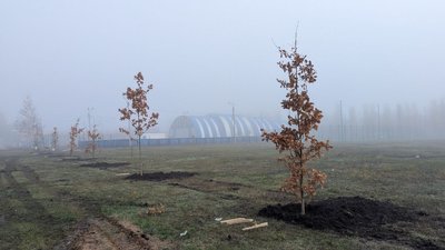 Дуби, які висадили у Златополі на Харківщині для "Алеї героїв" Дуби, які висадили у Златополі на Харківщині для "Алеї героїв"