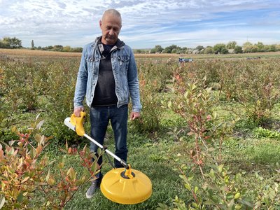 Вирощування лохини та суниці на Полтавщині: чи вигідний бізнес Вирощування лохини та суниці на Полтавщині: чи вигідний бізнес