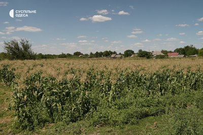 Як родина з Березівки вирощує солодку кукурудзу Як родина з Березівки вирощує солодку кукурудзу
