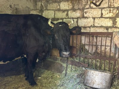 тварини корова евакуація примусова евакуація родини діти люди прифронтове село Іллінівка Іллінівська громада Донецька область 10 вересня 2024 рік тварини корова евакуація примусова евакуація родини діти люди прифронтове село Іллінівка Іллінівська громада Донецька область 10 вересня 2024 рік
