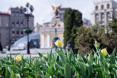 Перші тюльпани розквітли в Києві: де можна помилуватись квітами Перші тюльпани розквітли в Києві: де можна помилуватись квітами