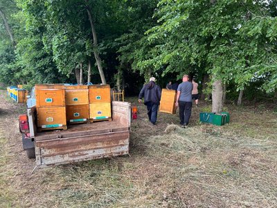 "Знайомтесь з місциною дівчатка": черкаські пасічники вивозять вулики на соняшник "Знайомтесь з місциною дівчатка": черкаські пасічники вивозять вулики на соняшник