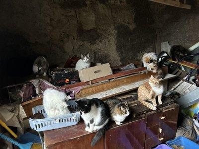 "Покинути їх я вже не могла": переселенка з Покровська вивезла на Дніпропетровщину 23 котів "Покинути їх я вже не могла": переселенка з Покровська вивезла на Дніпропетровщину 23 котів