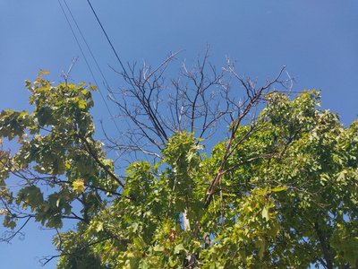 Жителі Сум скаржаться на відсутність догляду за зеленими насадженнями Жителі Сум скаржаться на відсутність догляду за зеленими насадженнями