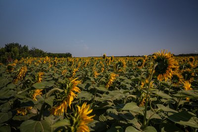 Мед із різнотрав'я і пам'ять: історія родини, яка втілила мрію загиблого захисника Мед із різнотрав'я і пам'ять: історія родини, яка втілила мрію загиблого захисника