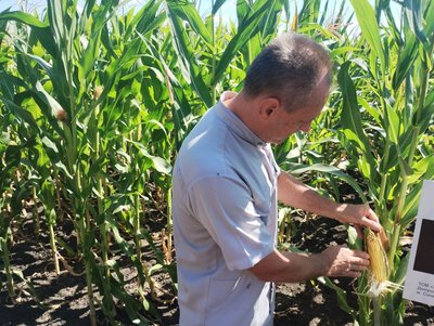 Посуха вплинула на врожай: Кіровоградщина може втратити до 30% зернових Посуха вплинула на врожай: Кіровоградщина може втратити до 30% зернових