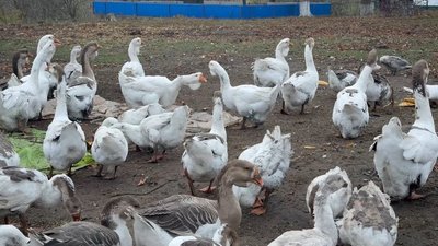Василь Схаб’юк понад 15 років вирощує стародавню породу гусей Василь Схаб’юк понад 15 років вирощує стародавню породу гусей