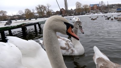 "Для них не так страшний холод, як голод": як у Вінниці на Вишенському озері зимують лебеді "Для них не так страшний холод, як голод": як у Вінниці на Вишенському озері зимують лебеді
