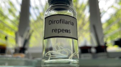 На Рівненщині зафіксували вдвічі більше комарів та мошок, ніж минулого сезону На Рівненщині зафіксували вдвічі більше комарів та мошок, ніж минулого сезону