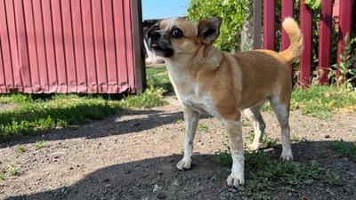 Собака на подвір'ї село Рубці Лиманська громада Донецька область 6 червня 2025 рік Собака на подвір'ї село Рубці Лиманська громада Донецька область 6 червня 2025 рік