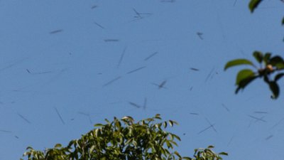 У селі на Кіровоградщині від укусів бджіл загинули дві корови й собака У селі на Кіровоградщині від укусів бджіл загинули дві корови й собака