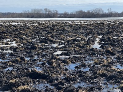 Чи буде на Полтавщині дефіцит гречки? Чи буде на Полтавщині дефіцит гречки?