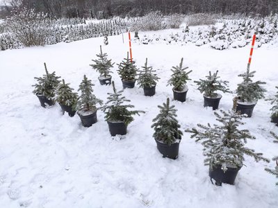 Де купити ялинку, скільки вартує ялинка, де поставити ялинку, де придбати штучну ялинку Де купити ялинку, скільки вартує ялинка, де поставити ялинку, де придбати штучну ялинку