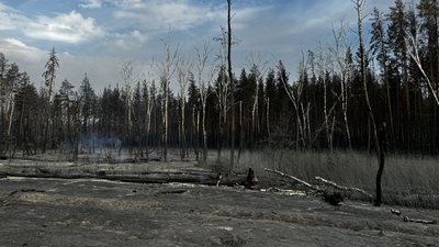 Понад 8 тисяч гектарів лісів згоріли на Донеччині від початку року Понад 8 тисяч гектарів лісів згоріли на Донеччині від початку року