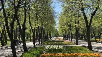 Очікують понад чотири мільйони: у кропивницькому Дендропарку квітнуть тюльпани Очікують понад чотири мільйони: у кропивницькому Дендропарку квітнуть тюльпани