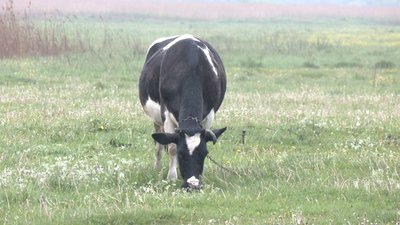 У селах Житомирщини меншає корів: чому жителі скорочують поголів'я худоби У селах Житомирщини меншає корів: чому жителі скорочують поголів'я худоби