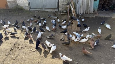Родинське голуби в голубнике Покровський район Донецька область 19 березня 2025 рік Родинське голуби в голубнике Покровський район Донецька область 19 березня 2025 рік