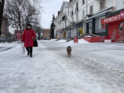 В Охтирці з початку року близько 40 людей звернулися до лікарів через укуси собак В Охтирці з початку року близько 40 людей звернулися до лікарів через укуси собак