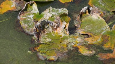 Зелена плівка й водорості: на території яхт-клубу у Дніпрі зацвіла річка. Як борються та чи є загроза для людей і фауни Зелена плівка й водорості: на території яхт-клубу у Дніпрі зацвіла річка. Як борються та чи є загроза для людей і фауни