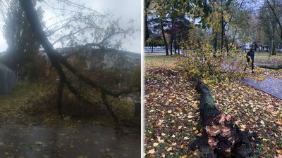 На Житомирщині поривами вітру дерева повалило на дороги та на автомобіль На Житомирщині поривами вітру дерева повалило на дороги та на автомобіль