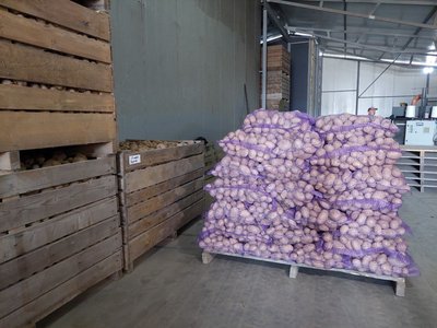 Картопля на фермерському господарстві, жовтень 2024 Картопля на фермерському господарстві, жовтень 2024