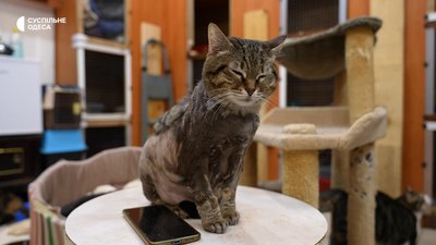 43 коти, щоденне лікування та пошук родин: як працює одеський притулок тварин з інвалідністю