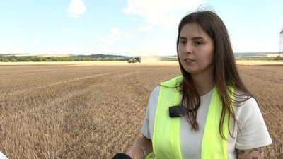 жінки на жнивах жінки на жнивах