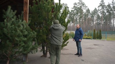 “Доки живемо- святкуємо”: де придбати та які ціни на новорічні дерева в Сумах “Доки живемо- святкуємо”: де придбати та які ціни на новорічні дерева в Сумах
