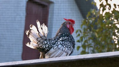сібрайт, декоративна курка сібрайт, декоративна курка