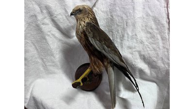 Опудала птахів: митники викрили жительку Чернігівщини, яка намагалася переправити птахів Опудала птахів: митники викрили жительку Чернігівщини, яка намагалася переправити птахів