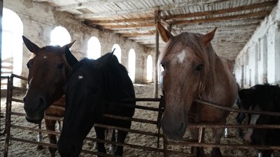 "Ми їх миємо, чистимо": як живуть тварини на фермі за два кілометри від кордону з РФ "Ми їх миємо, чистимо": як живуть тварини на фермі за два кілометри від кордону з РФ