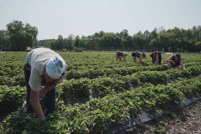Люди збирають полуницю у Вільхуватці Люди збирають полуницю у Вільхуватці