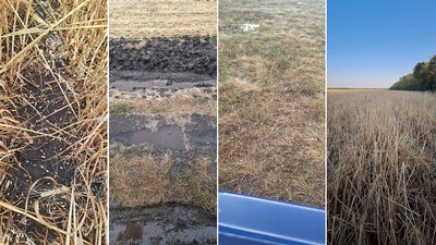 "Як спіла черешня": у Гурівській громаді на Кіровоградщині град пошкодив посіви озимої пшениці "Як спіла черешня": у Гурівській громаді на Кіровоградщині град пошкодив посіви озимої пшениці