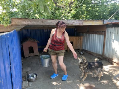У Полтаві тварини страждають від спеки: поради ветеринара як їм допомогти У Полтаві тварини страждають від спеки: поради ветеринара як їм допомогти