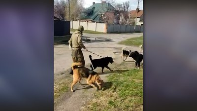 Тримає 14 собак в будинку у середмісті та вигулює їх без намордників: чернігівці поскаржились на сусіда поліції Тримає 14 собак в будинку у середмісті та вигулює їх без намордників: чернігівці поскаржились на сусіда поліції