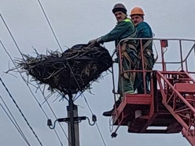 На Рівненщині встановляють безпечні домівки для лелек На Рівненщині встановляють безпечні домівки для лелек