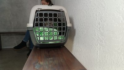 "Щодня ходили на розбір завалів": у Полтаві до сім’ї повернули кішку, яку знайшли на третій день "Щодня ходили на розбір завалів": у Полтаві до сім’ї повернули кішку, яку знайшли на третій день