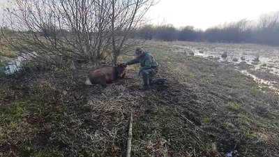 олень Борис стан Христюк олень Борис стан Христюк