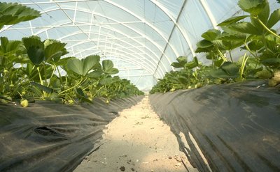 На Черкащині у теплицях стигне полуниця: яким очікують врожай На Черкащині у теплицях стигне полуниця: яким очікують врожай