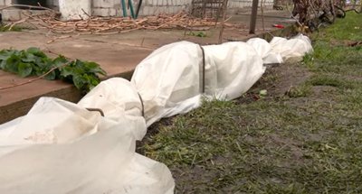 Обрізаємо та укриваємо виноград: поради від черкаського садівника Обрізаємо та укриваємо виноград: поради від черкаського садівника