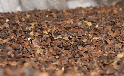 "Не можна спрогнозувати врожайність": які нішеві культури обирають черкаські фермери "Не можна спрогнозувати врожайність": які нішеві культури обирають черкаські фермери