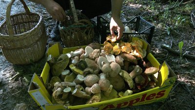 Білі, польські, сироїжки та маремухи: грибний бум після липневих дощів на Вінниччині Білі, польські, сироїжки та маремухи: грибний бум після липневих дощів на Вінниччині